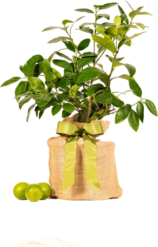 Sympathy Persian Lime Gift Tree, Lime Tree, Easy to Grow, Indoor/Outdoor, Live Plant, Lasting Sympathy Gift, by The Magnolia Company, Can't Ship to CA, AL, AZ, LA, TX