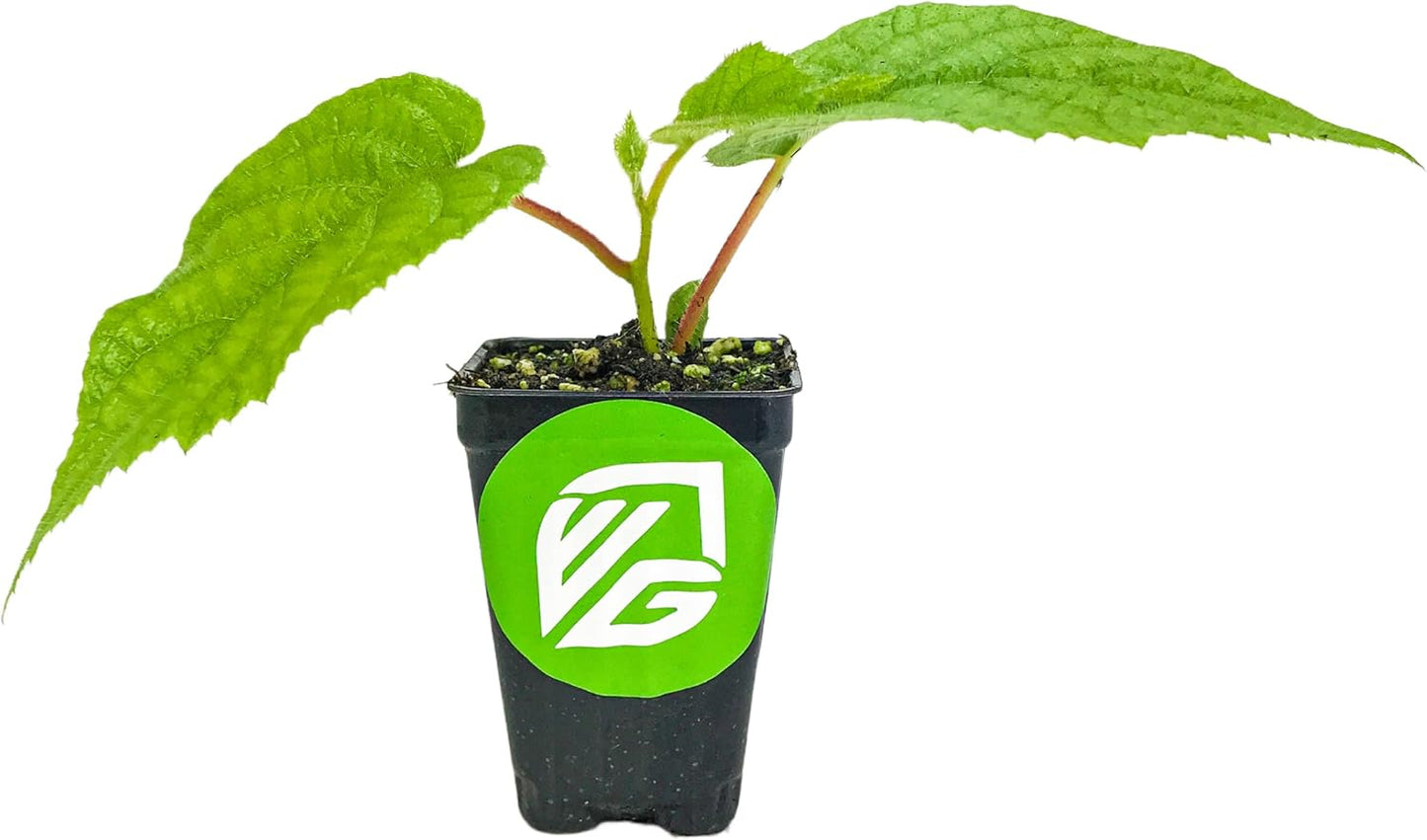 Tomuri Male Kiwi Vine Live Plant - Actinidia chinensis by Wellspring Gardens - Starter Plant Ready to Grow for Your Garden and Patio - Great Pollinator for The Vincent Female Plant to Produce Fruits