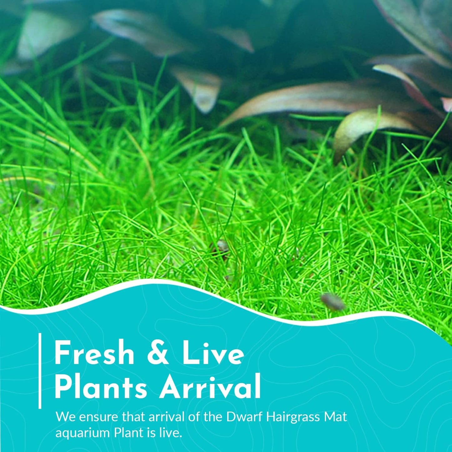 Aquarium Dwarf Hairgrass MAT - All Natural & Organic Aquatic Hair Grass - Help to Filter The Water - Long Lasting & Easy to Care - Suitable for Summer & Winter - 3 X 5 Inch