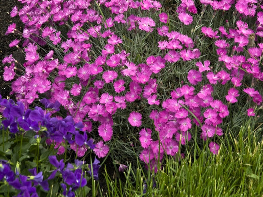 Greenwood Nursery: Live Perennial Plants - Firewitch + Dianthus Gratianopolitanus - [Qty: 5X 3.5 Pots] - (Click for Other Available Plants/Quantities)