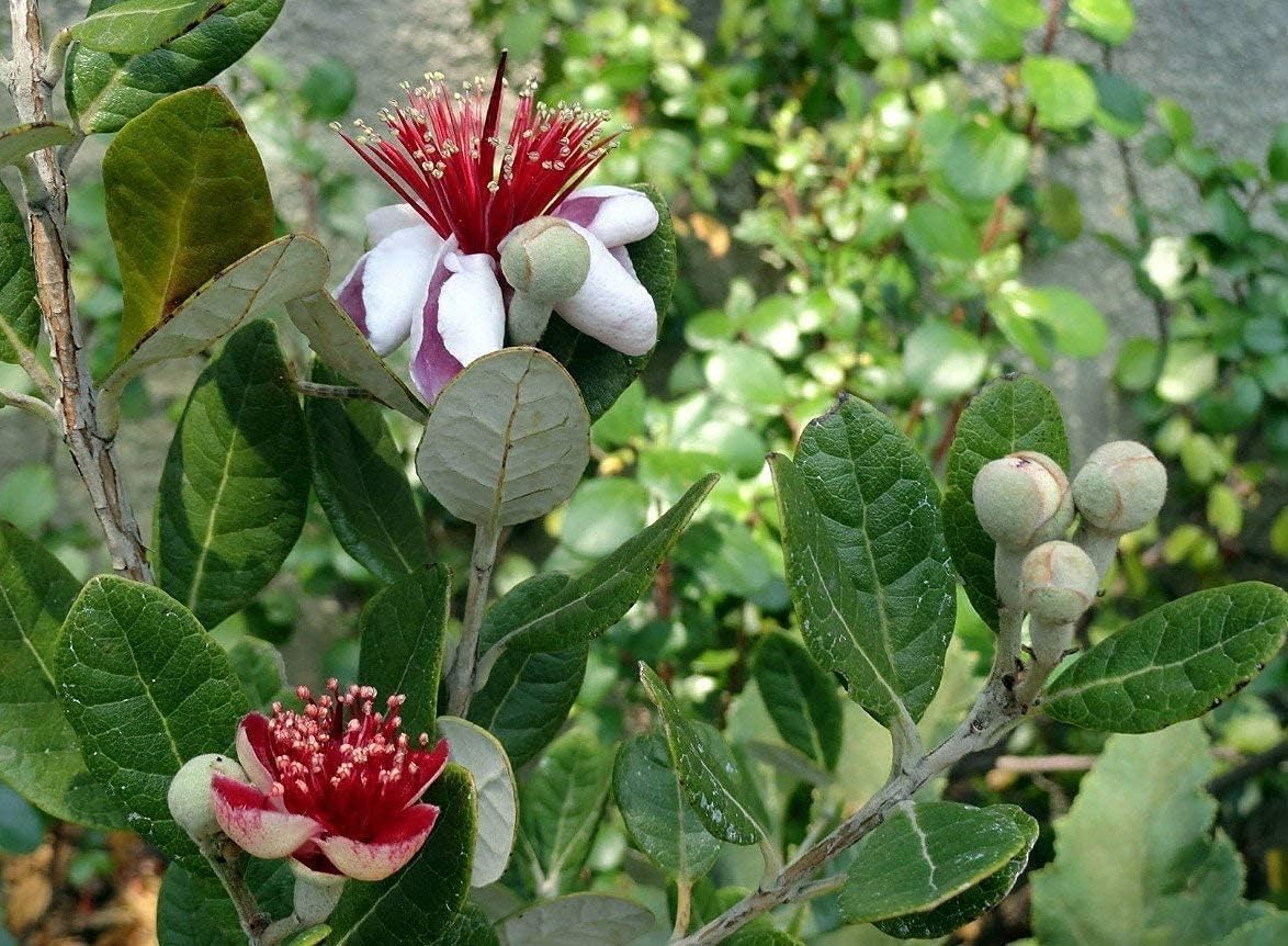 Pineapple Guava Plant - 5 Live 4 Inch Plants - Feijoa Sellowiana - Edible Flowers and Fruit