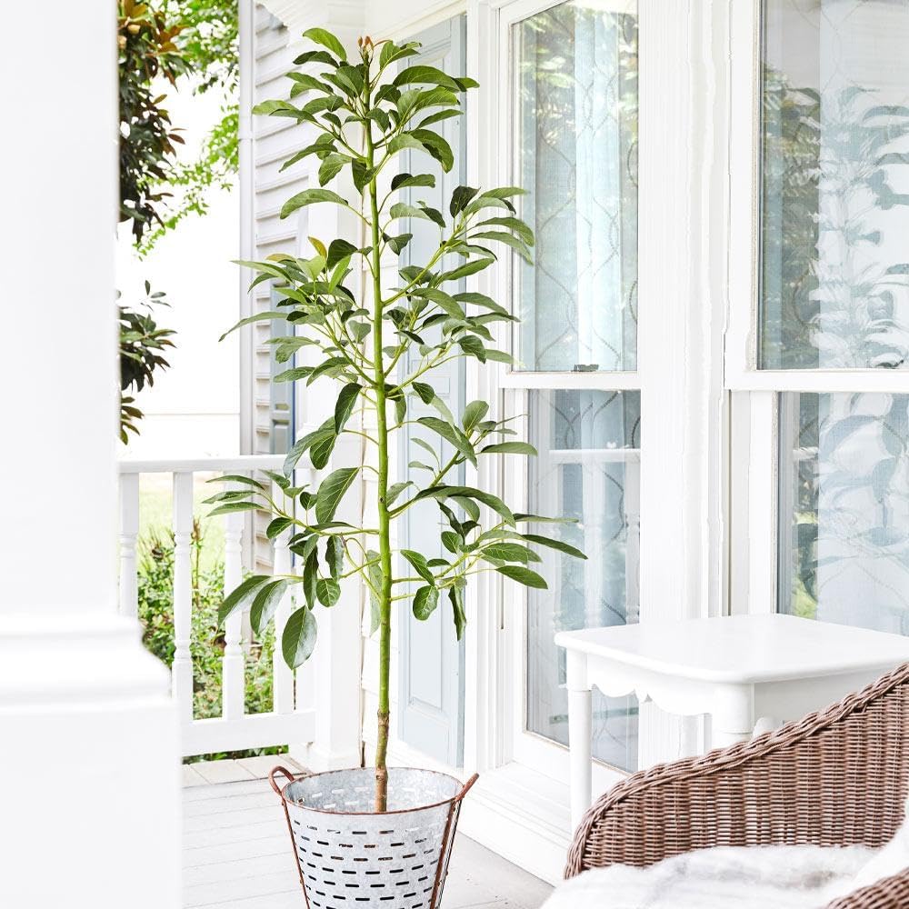 Brighter Blooms - Cold Hardy Avocado Tree, 4-5 ft. - No Shipping to AK, AZ, HI, OR