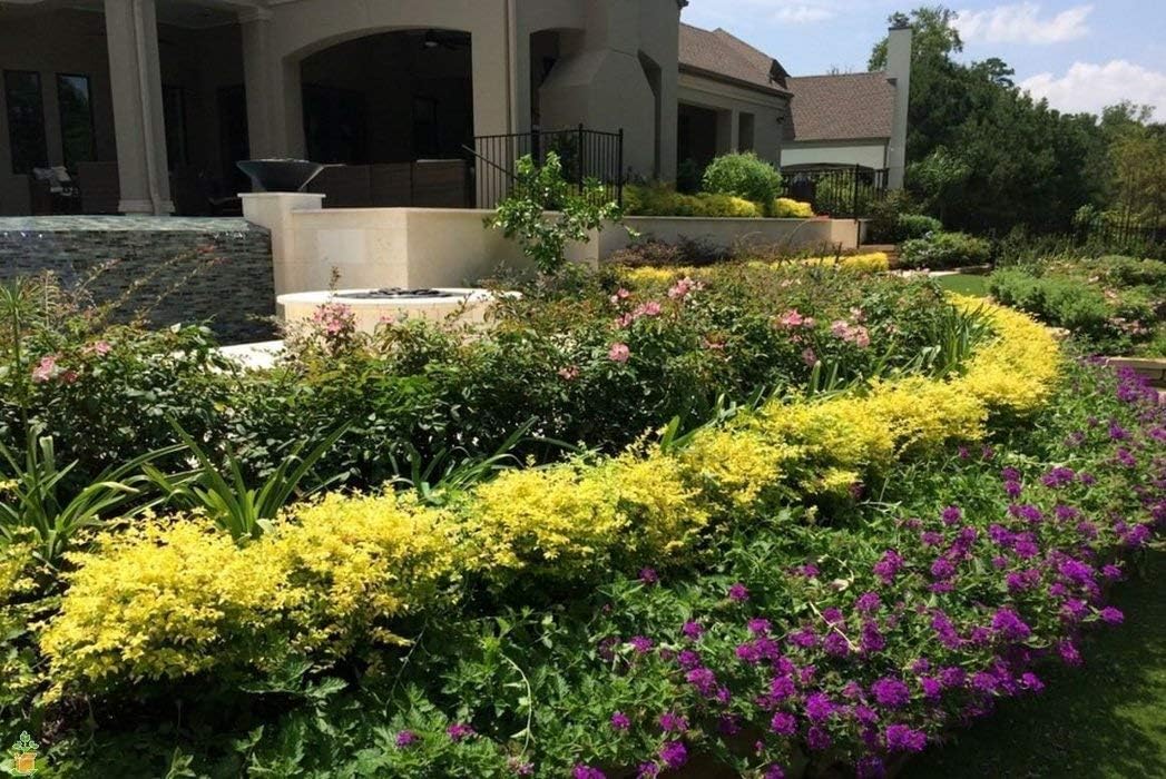 Sunshine Dwarf Ligustrum - Live Plant - Full Gallon Pot