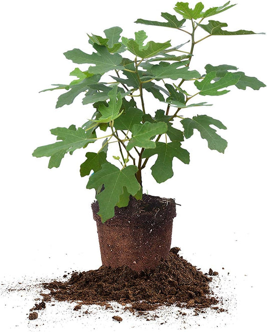 PERFECT PLANTS Chicago Hardy Fig Tree Live Plant, 1 Gallon, Includes Care Guide