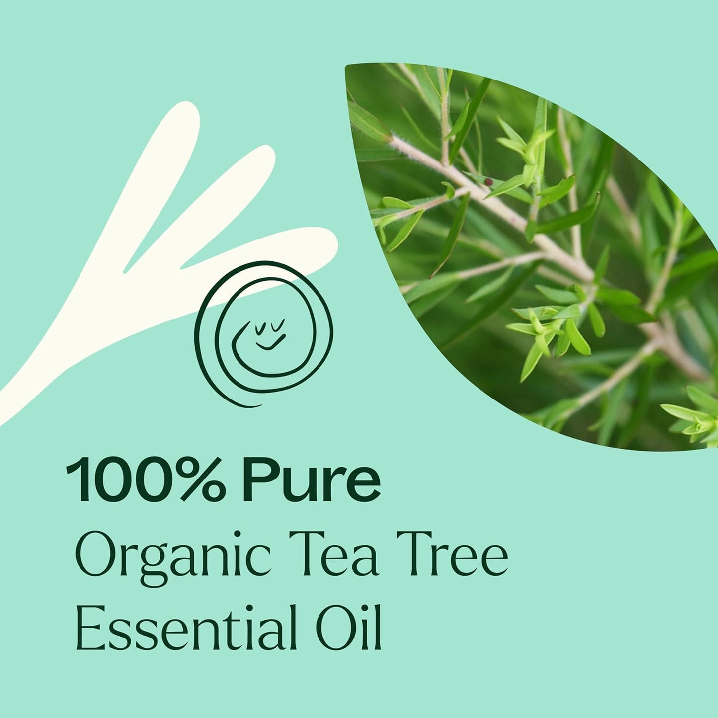 Plant Therapy Organic Tea Tree Oil (Melaleuca) 100% Pure, USDA Certified Organic, Undiluted, Natural Aromatherapy, Therapeutic Grade 100 mL (3.3 oz)