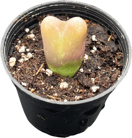 Sprout N Green Conophytum maughanii, Rare Lithops Living Stone Plant Fully Rooted in 2" Pot, Cute Potted Succulents Houseplant Pebble Plant, Great for Terrarium Arrangement, DIY Project, Office Décor