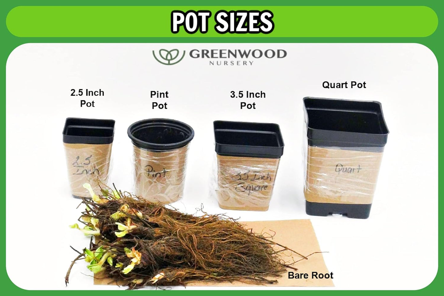 Greenwood Nursery: Live Perennial Plants - Firewitch + Dianthus Gratianopolitanus - [Qty: 5X 3.5 Pots] - (Click for Other Available Plants/Quantities)