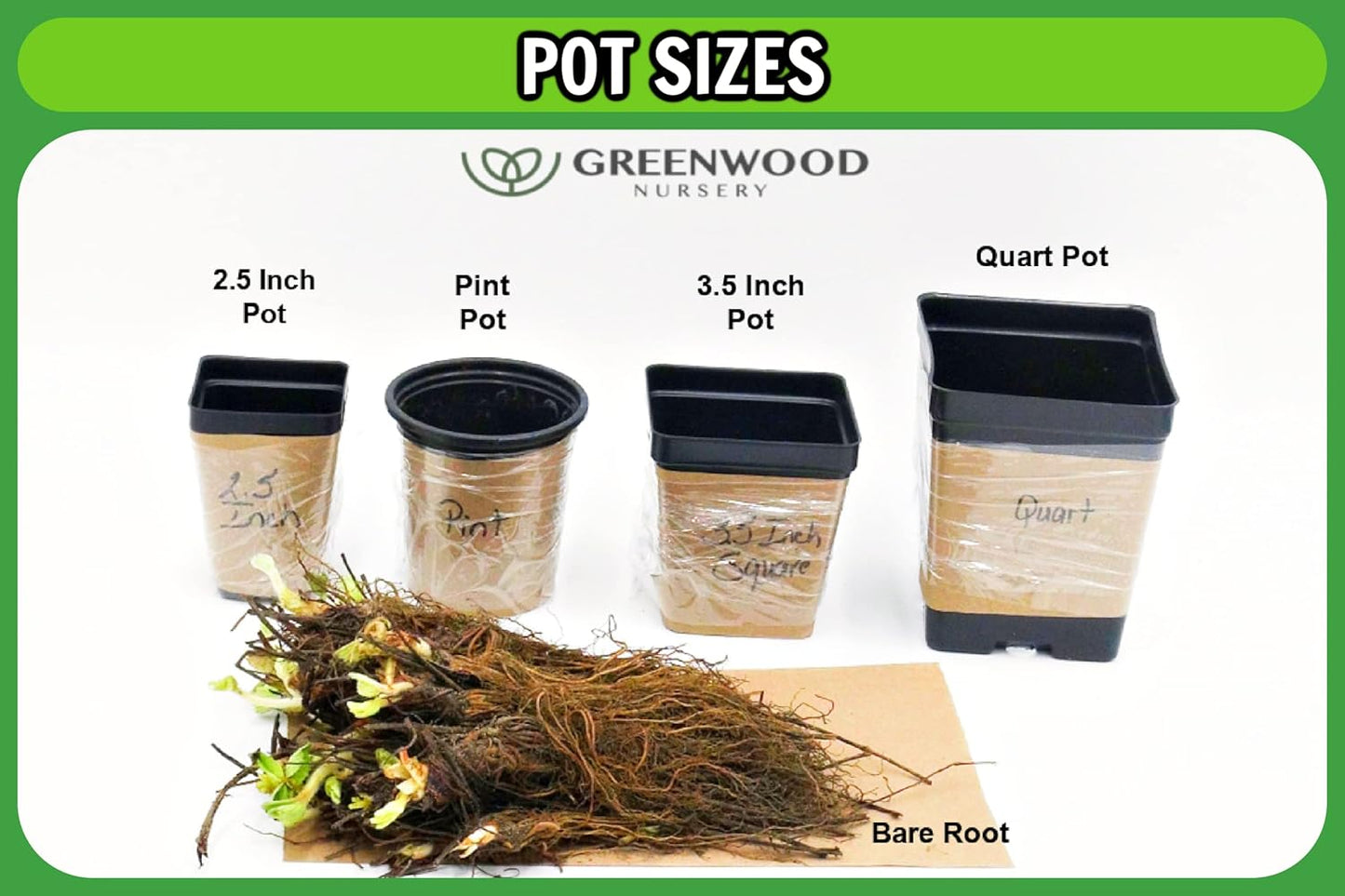 Greenwood Nursery: Live Perennial Plants - Nana Mouse Ear Tickseed + Coreopsis Auriculata - [Qty: 5X Pint Pots] - (Click for Other Available Plants/Quantities)