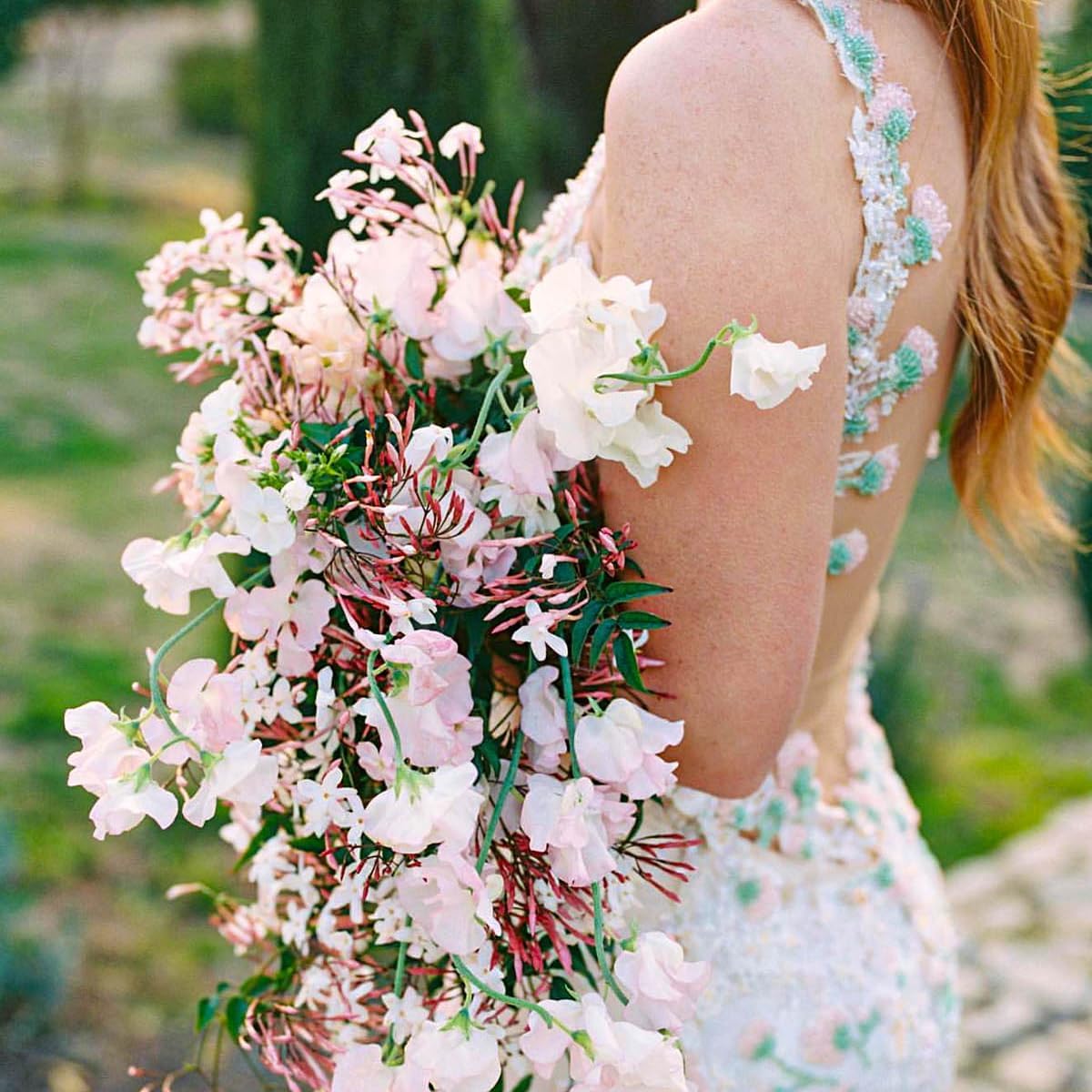 Pink Jasmine Vine - Jasminum Polyanthum - Fragrant & Blooming, Perfect for Indoor/Outdoor Decor (4 Pink jas sacs)