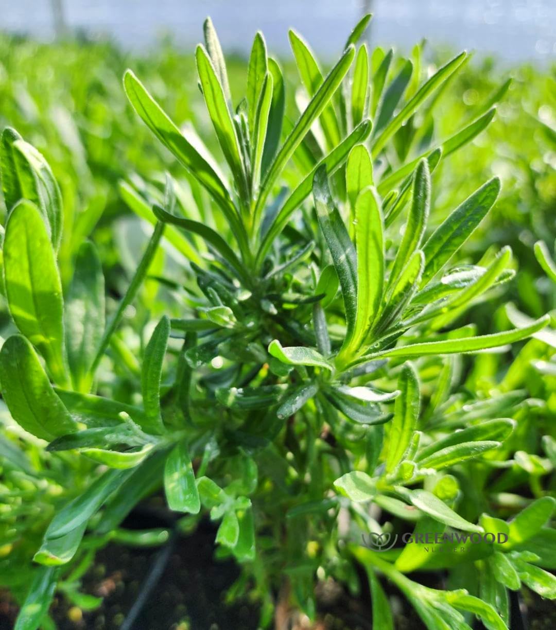 Greenwood Nursery: Live Perennial Plants - Royal Velvet Lavender + Lavandula Angustifolia - [Qty: 3X Pint Pots] - (Click for Other Available Plants/Quantities)
