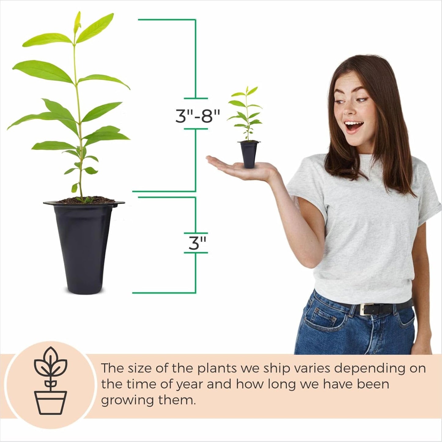 Pomegranate Salavatski Live for Sale (4 Pack) | Easy to Grow Plants | Edible Fruit Plant for Sustainable Living | Grow Your own Food on Your Edible Organic Garden| Live for Planting| 2 inch Pot