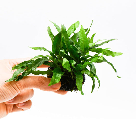 Java Fern Live Aquarium Plants – Windelov, Narrow Leaf & More– Easy Aquascaping Plants for Freshwater Tanks, Low Light, No CO₂ (Java Fern Petite on Nutripad)