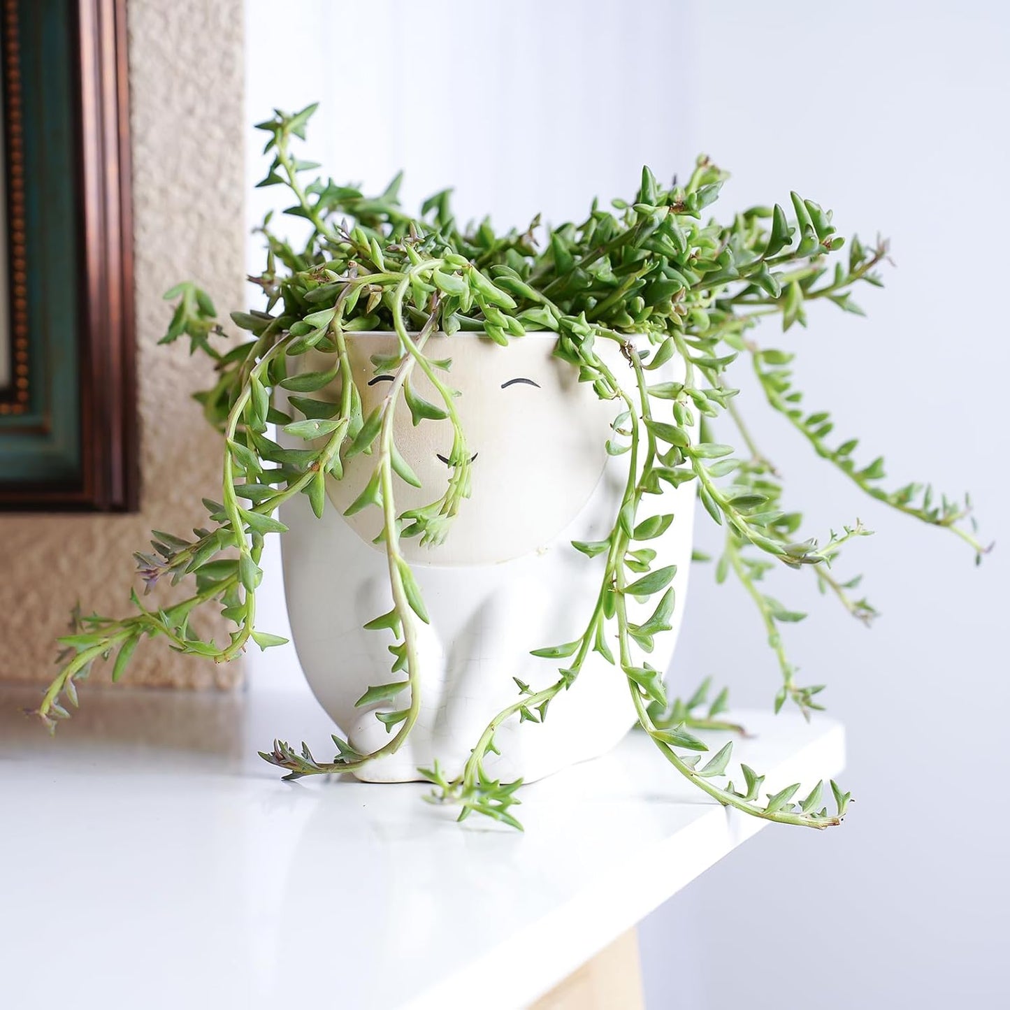 Live Succulents String of Dolphins (4-inch), Succulent Plants Fully Rooted in Pots with Soil, Easy-Care House Plant for DIY, Home Office Decor, Wedding Party Favor