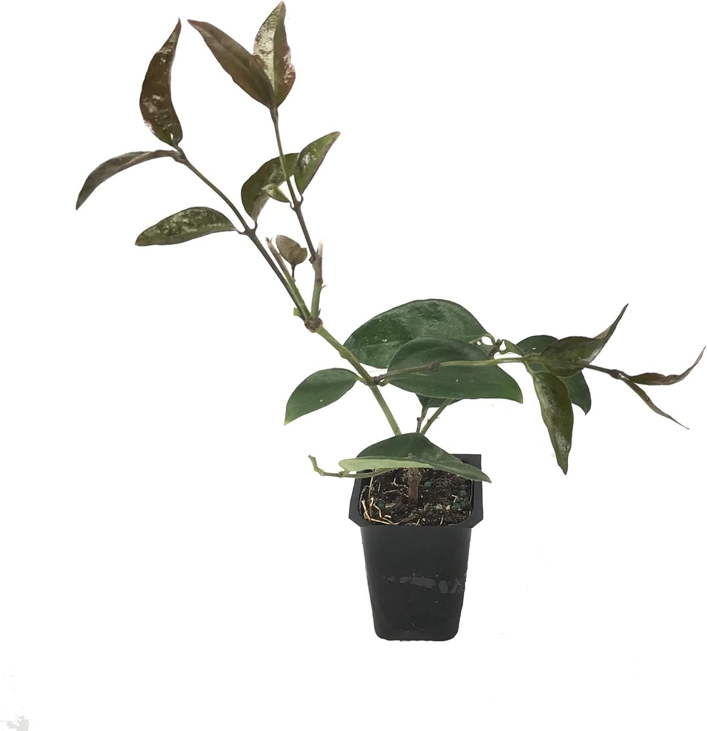 Star Jasmine - 3 Live Plants - Jasminum Nitidum - Fragrant Blooming Evergreen Vine