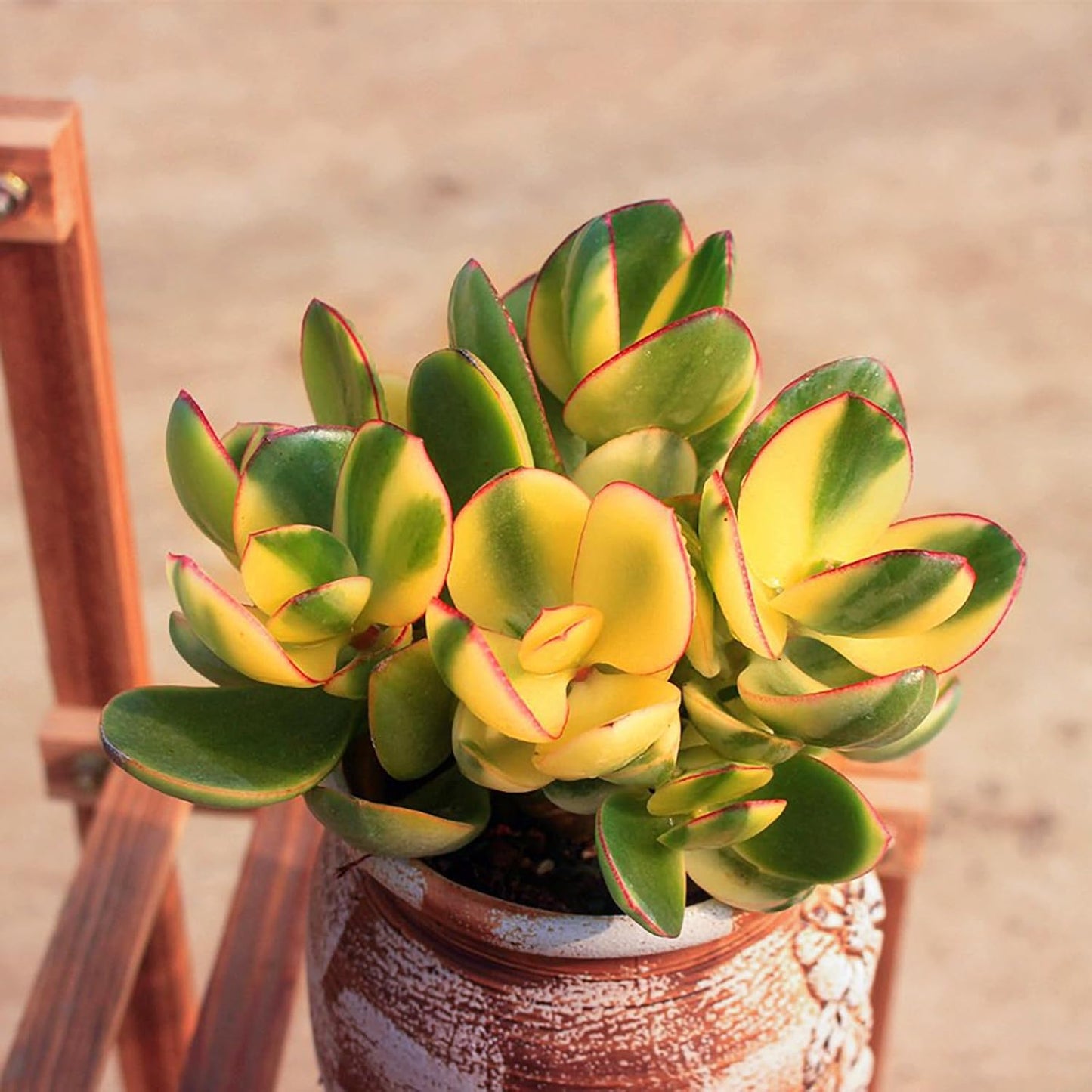 Sprout N Green Golden Jade - Crassula Ovata 'Hummel Sunset', Rare Cute Succulent Plant Fully Rooted in 2" Pot