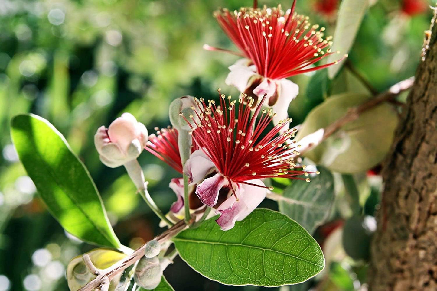 Pineapple Guava | 1 Large Gallon Size Plant | Feijoa Sellowiana | Edible Fruit Shrub and Fragrant Flowering Foliage