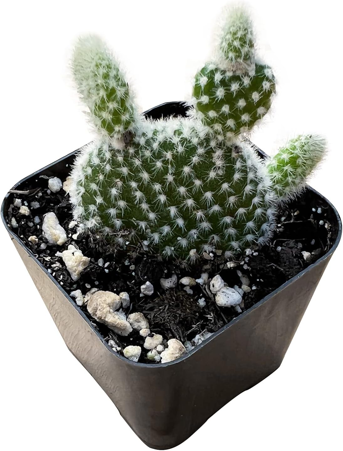Sprout N Green Opuntia microdasys albata Bunny Ears, Live Cactus Plant Rooted in 2in Nursery Pot, Indoor Outdoor Office Home Garden Décor