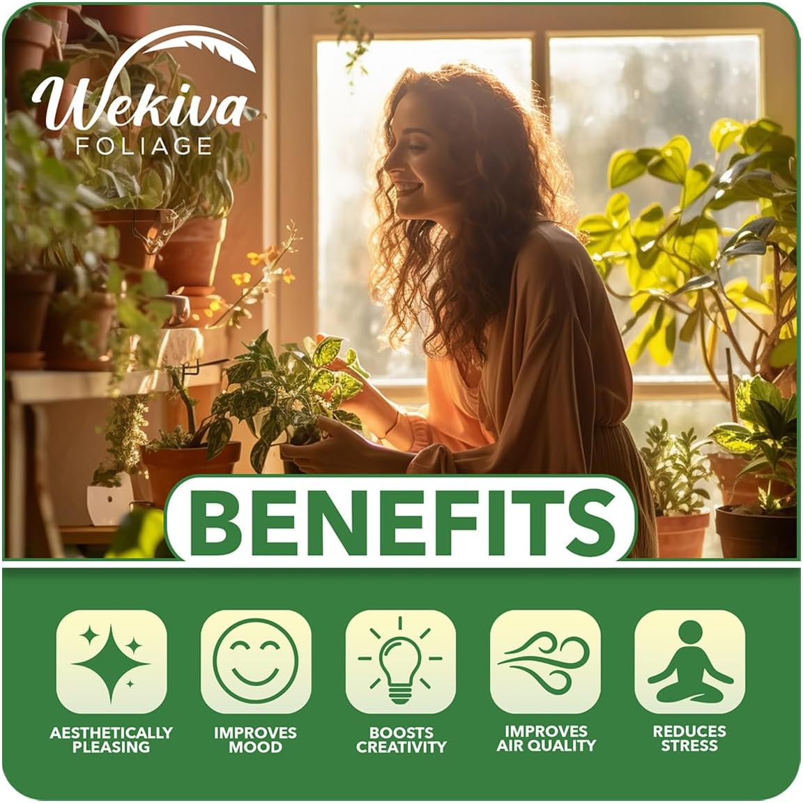 Pineapple Plant Variety Pack - 4 Live Starter Plants - Ananas Comosus - Grower's Choice - Edible and Fruit Bearing for Patio and Garden