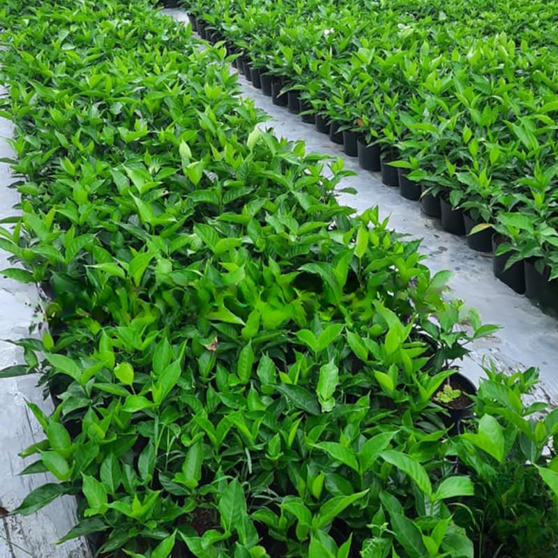 2 Gardenia Jasmine Plants Live, Climbing Jasmine Indoor Outdoor Live, Fragrant, 5-9" in Tall, No Pot, Hardy and Fast-Growing