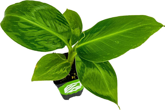 Truly Tiny Banana Live Plant - Musa 'Truly Tiny' by Wellspring Gardens - Petite Beauty, Edible Bananas, Red Variegation, Outdoor Banana Tree, Homegrown Edible Bananas - Starter Plant