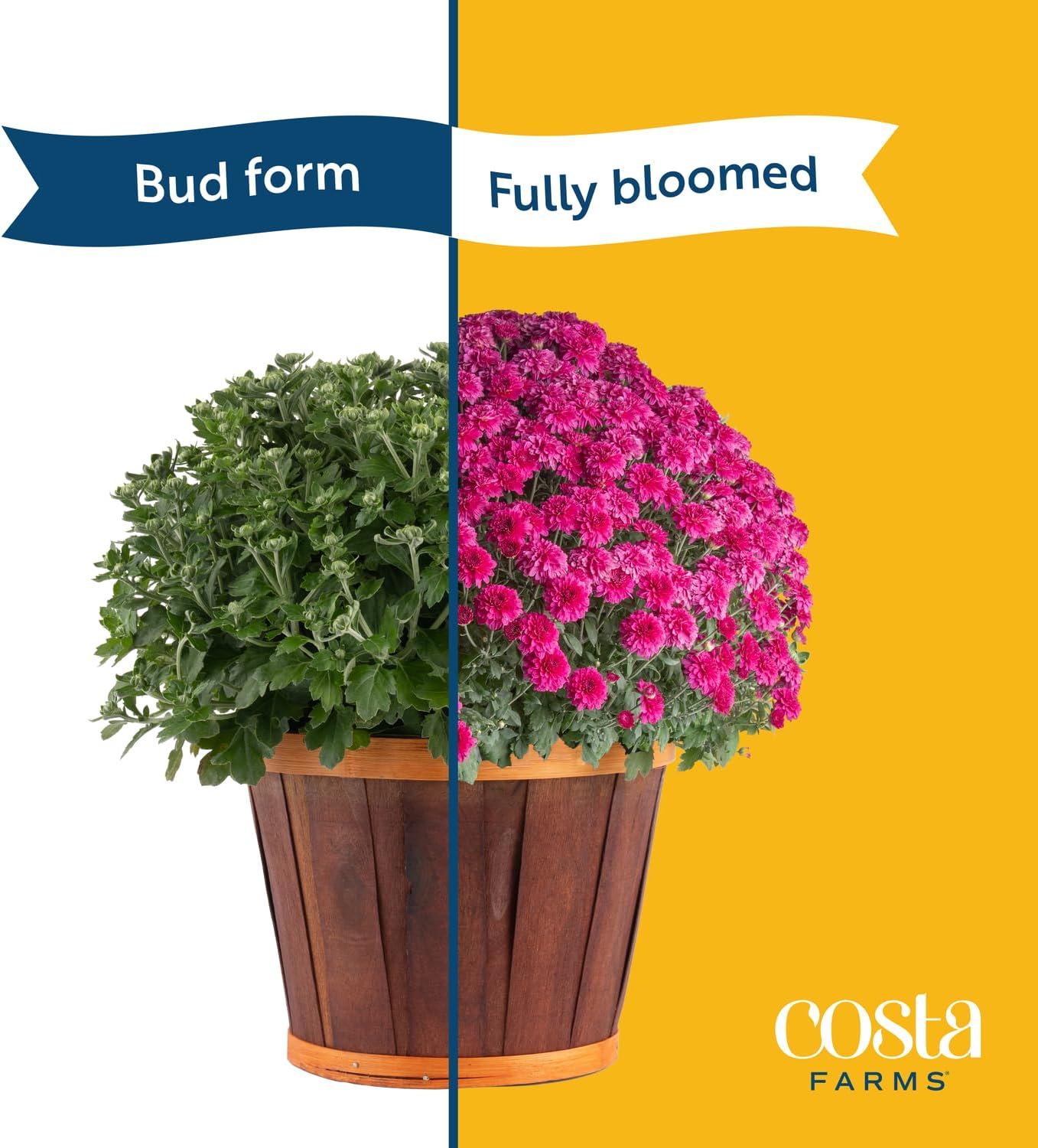 Costa Farms Live Flowering Plants, Orange Mums (Pack of 8), Mini Chrysanthemum Houseplants, Ships in Bud Form, Potted in Grower Pot, 11-Inches Tall