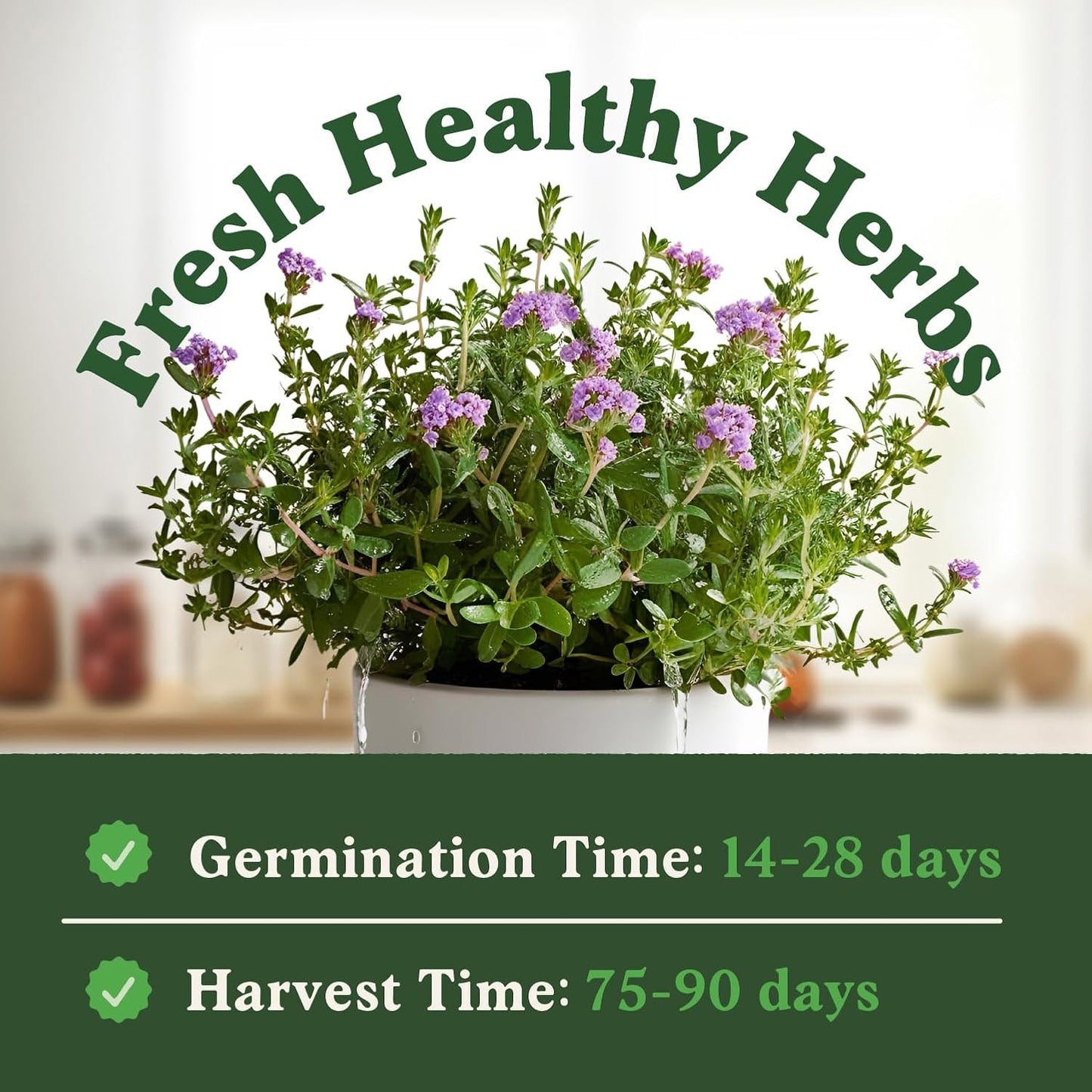 Seedboy Organic Thyme Seeds for Planting Indoor and Outdoor, Non-GMO and USDA Certified Herb Seed Packet for Hydroponic Garden Indoor or Planting Outdoors (Thyme)