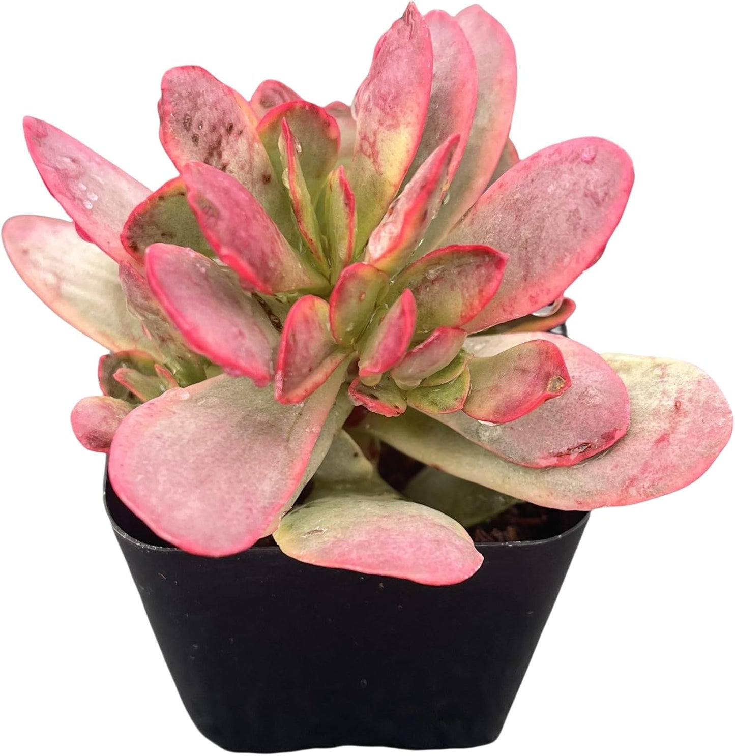 Sprout N Green Crassula Platyphylla f. Variegata, 1 Live Succulent Plant Fully Rooted in 2" Pot, House Plant for Indoor Outdoor Home Office Wedding Decoration DIY Project Party Favor