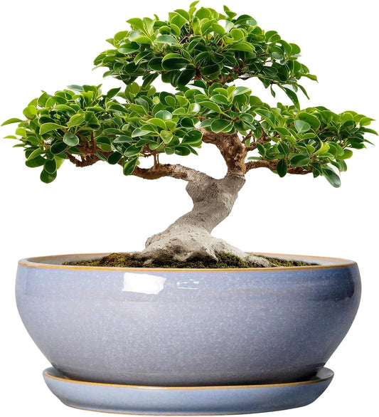 SQOWL 12 Inch Bonsai Pots - Shallow Ceramic Planter for Indoor Plants Outdoor, Large Succulent Pots with Drainage Hole and Saucer, Round Planter Bowl, Porch Decor, Gifts for Plant Lover, Blue