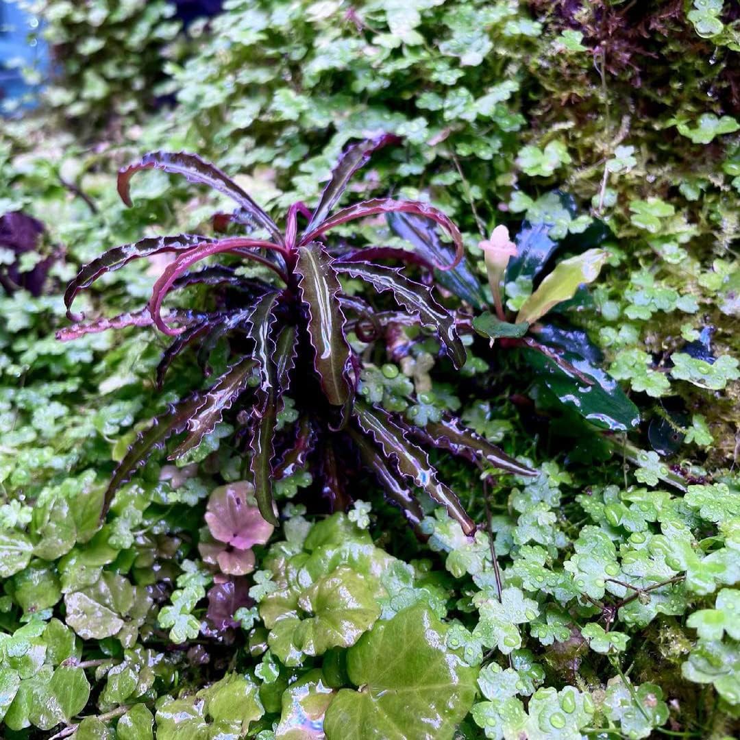 Live Aquarium Stem Plants - Freshwater Aquatic Plant for Fish Tanks, Aquascaping - (Cyperus Helferi, 4 Bunches)