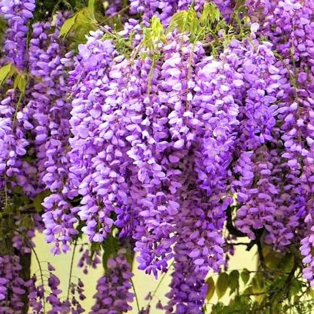 Purple Wisteria Tree Plant Live, 6 to 10 Inch Tall, 2.5 Inch Pot, Wisteria Tree Live Plant, Wisteria Live Plant, Wisteria Vine Plant