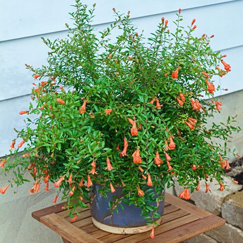 Live Dwarf Pomegranate Plant (Punica Granatum) - Compact, Ornamental Fruit Bearing Shrub, Indoor/Outdoor (2 pom-Dwarf Cups)