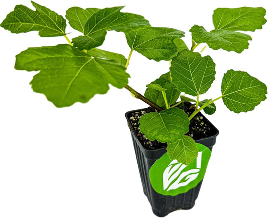 Kadota Fig Tree Live Plant - Ficus carica - Wellspring Gardens Starter Plant