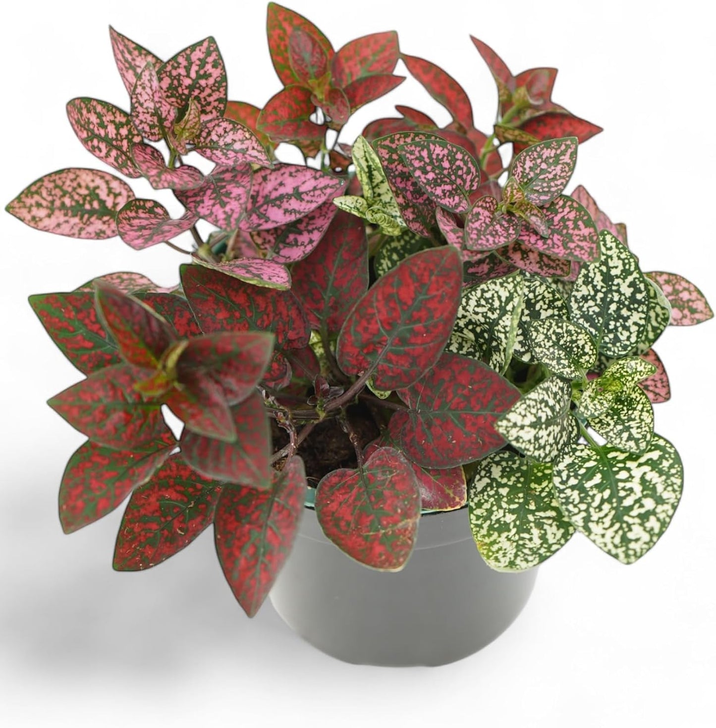 Live Plants - Polka Dot Plant Live Hypoestes, 3 Varieties in One Pot, Colorful Indoor Plants, Vibrant Plants Live Houseplants for Home Decor