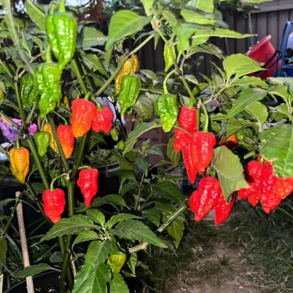 Pack 2 Pepper Plants, Hot Chili Pepper Live Plants for Growing, 80 Days Old Plants (Red Jolokia Ghost)