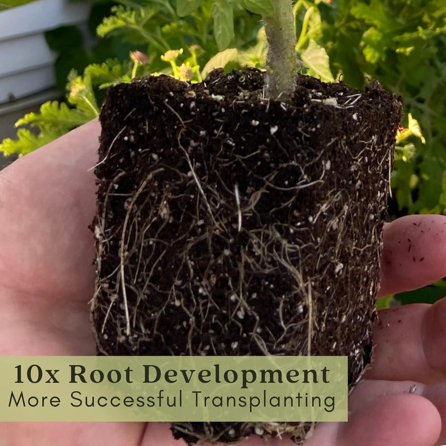 Clovers Yellow Pear Tomato Plants – Two (2) Live Plants – Non-GMO - Not Seeds - Each 4" to 8" Tall – in 4" Inch Pots - Heirloom, Indeterminate