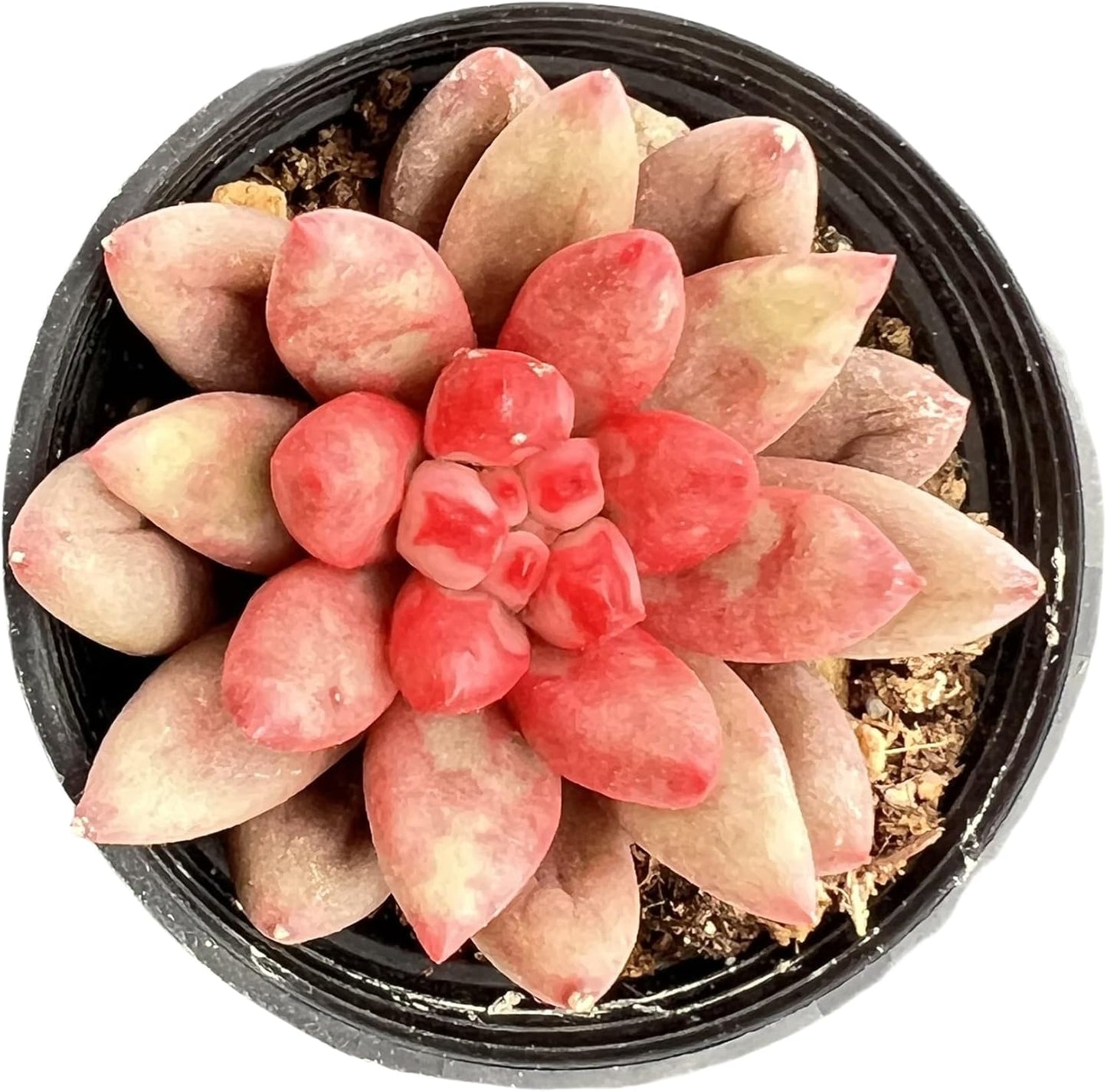 Sprout N Green Echeveria Goldfish, Rare Live Succulent Plant Fully Rooted in 2" Planter with Soil, Home Office Indoor Outdoor Wedding Decoration DIY Projects Party Favor