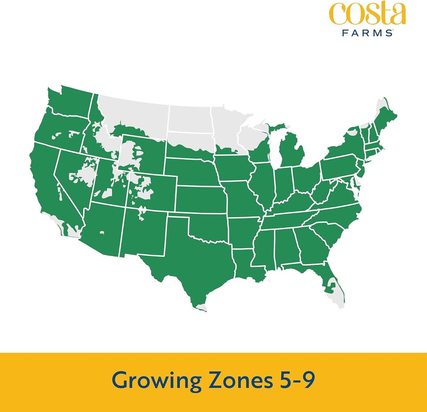 Costa Farms Live Flowering Yellow Mums (Pack of 4), Mini Chrysanthemum Houseplant, Full Bloom Plant Delivery, Potted in Grower Pot, 11-Inches Tall