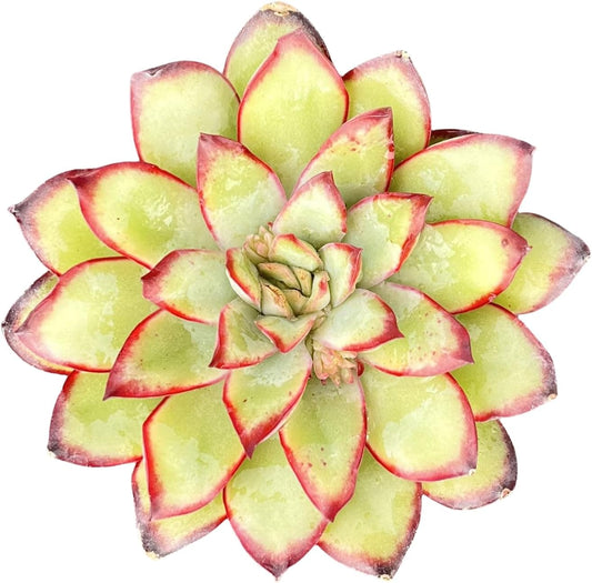 Sprout N Green Echeveria Mexican pulidonis, Live Rare Succulent Potted 2" Planter, Real House Plant for Party Favors Home Indoor Outdoor Garden Wedding Decoration DIY Projects