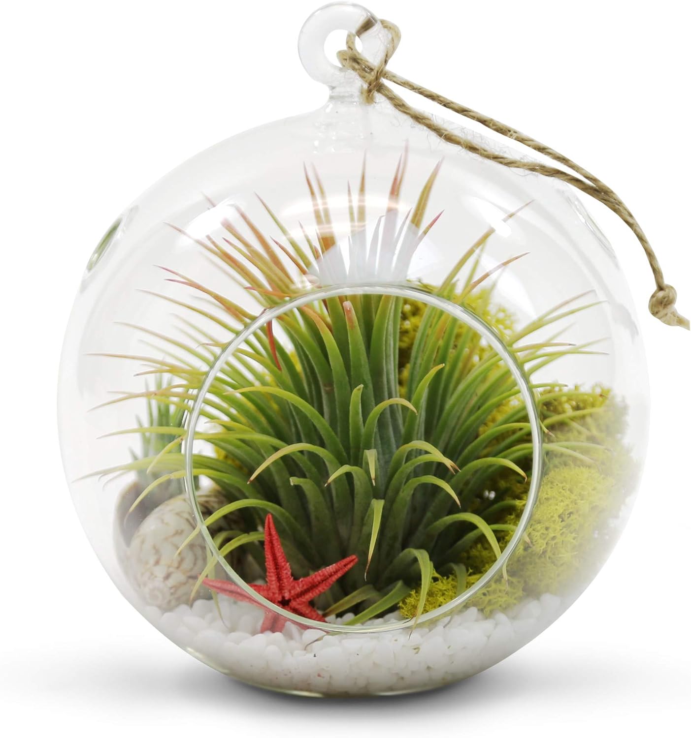WGV Hanging Terrarium Globe, Width 6", Height 6.5", DIY Air Succulent Planter, Clear Glass Vase Orb with Flat Bottom, Candle Holder for Windowsill Outdoor Garden Decor, 1 Piece