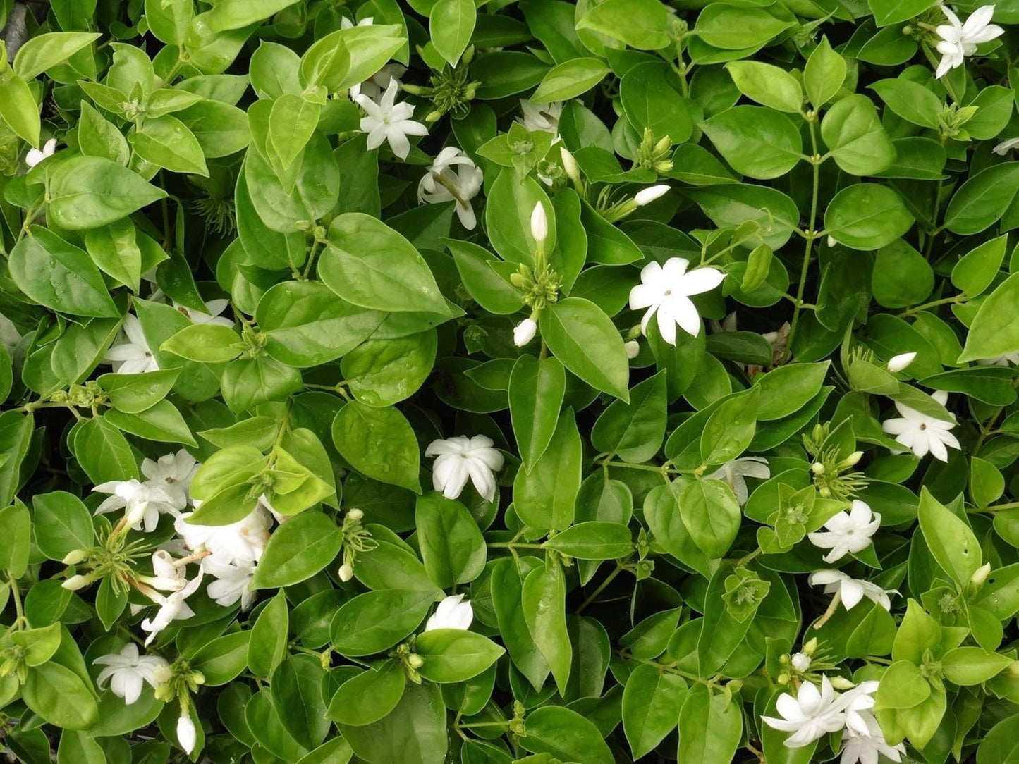 Sambac Jasmine Plant | 20 Live Plants | Jasminum Sambac | Fragrant White Blooms | Ideal for Indoor & Outdoor Planting | Aromatic Addition to Gardens & Patios | Lush & Decorative Foliage