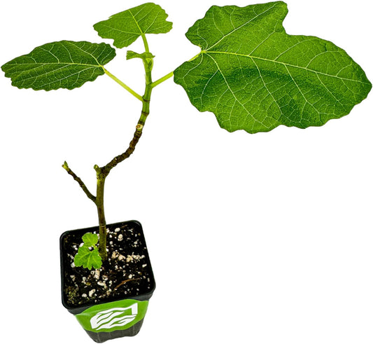 Magnolia Brunswick Fig Tree - Ficus carica by Wellspring Garden - Captivating & Abundant Fruit Producer - Versatile Fruit Tree - Robust Growth - Garden Ornamental