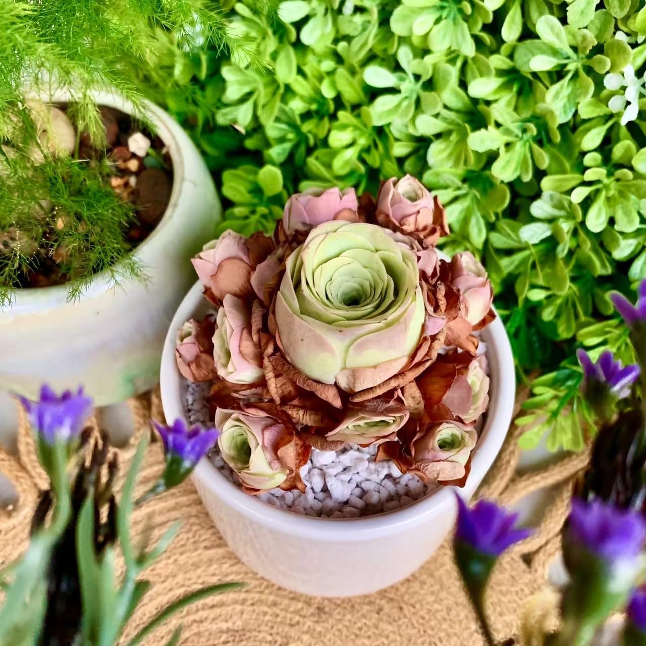 FWPP Live Succulent Plants Echeveria Mountain Rose,Mini 3 Inches Succulents Live House Plants,Bare Root Without Pot Soil,Live Plants Indoor for Gift Party Wedding Garden Baby Shower DIY Decor