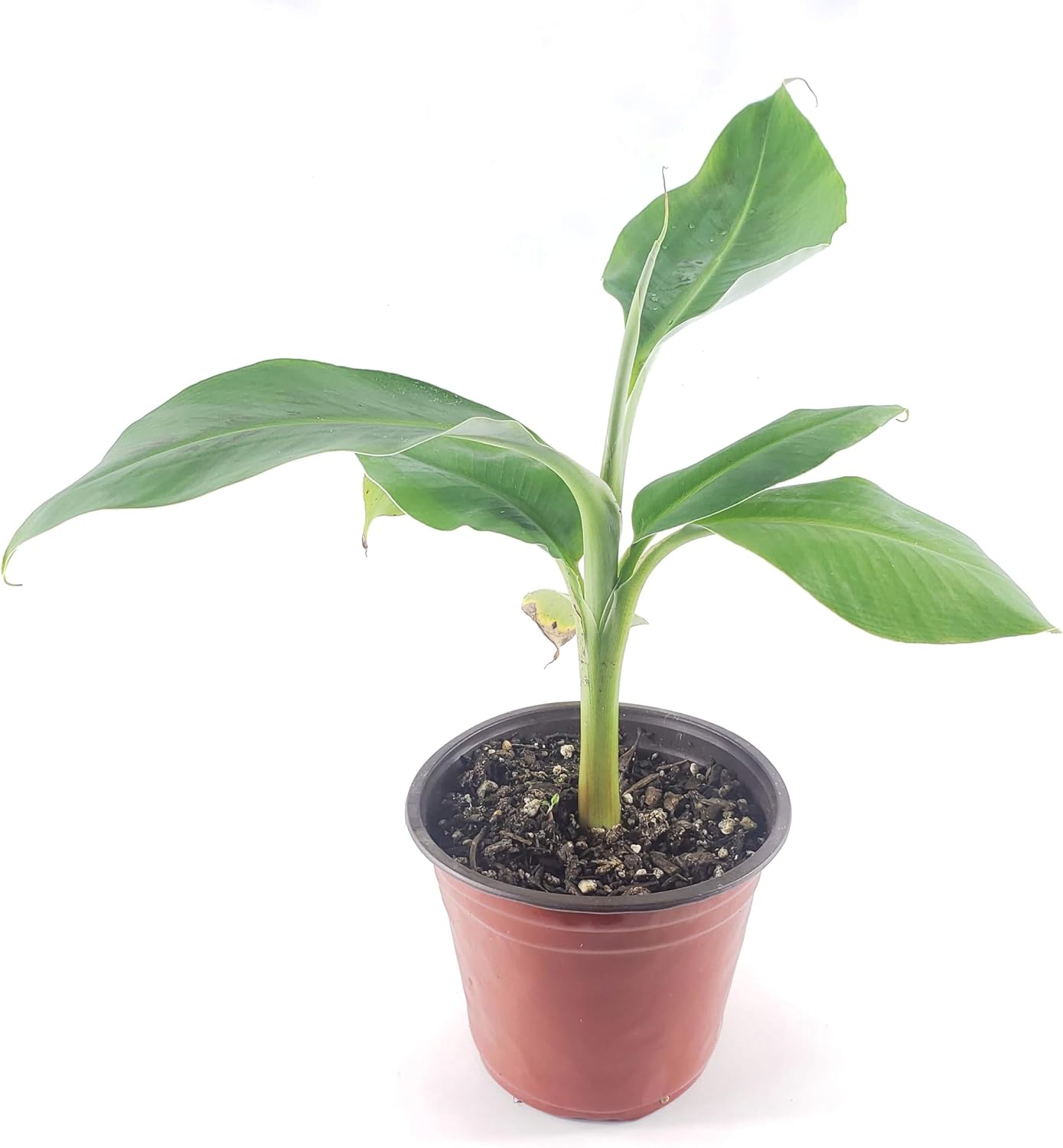 Dwarf Cavendish Banana Plant (Musa acuminata 'Dwarf Cavendish') - Indoor/Outdoor Edible Fruit Tree - Fast Growing, Grows Up to 7 Feet Tall