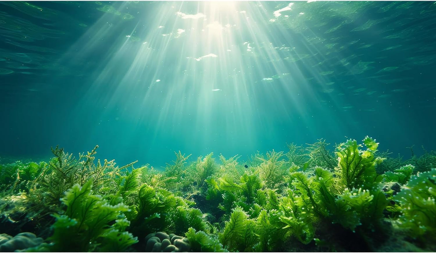 Deep Ocean Fish Tank Background Under The Sea Aquatic Plants Aquarium Background Underwater Corals Sunray Terrarium Backgrounds Tropical Fish Ocean World Aquarium Backgrounds Decorations 24x16in