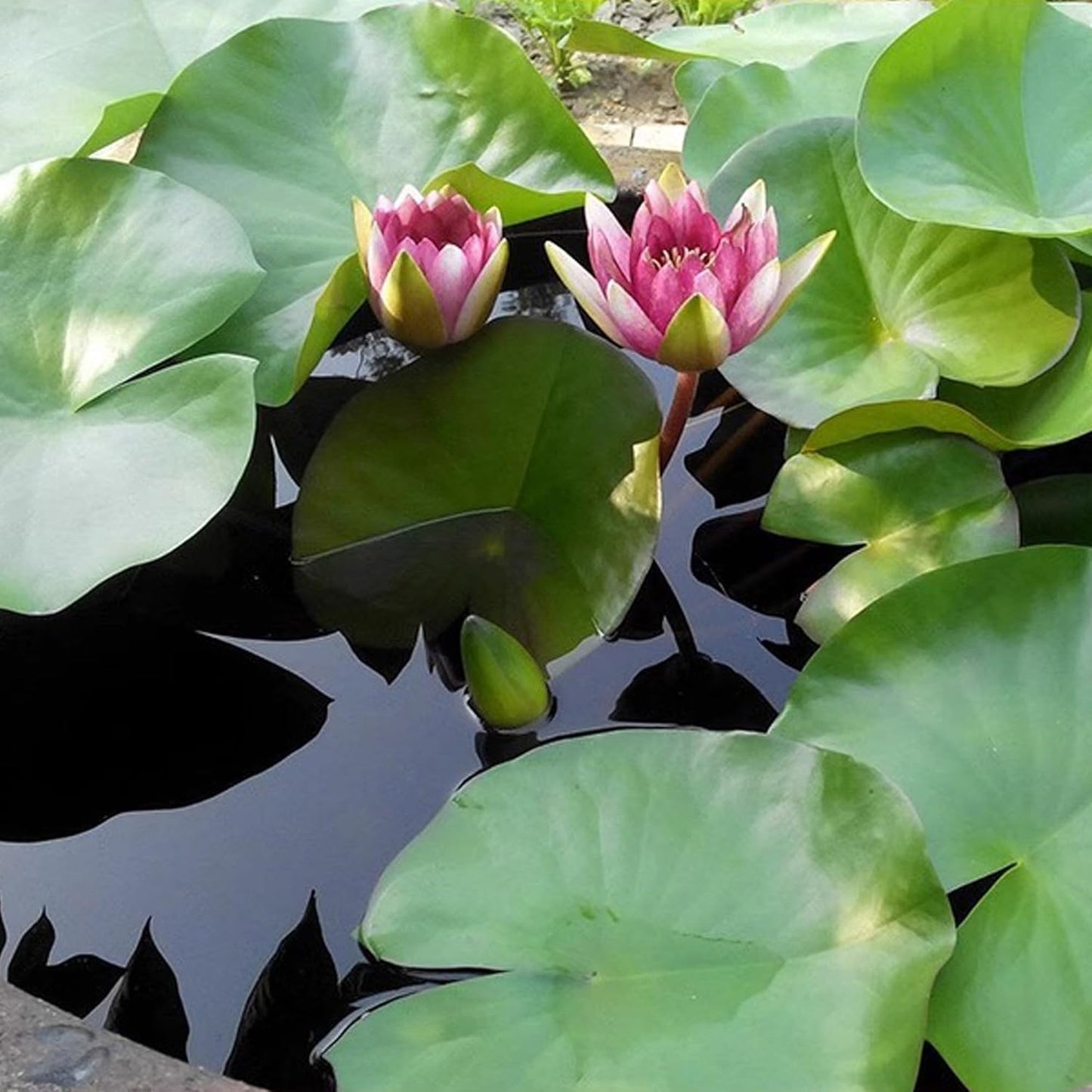 Aquatic Soil for Pond Plants 5.5LBS, Pond Clay Aquarium Soil Suitable for Water Lily and Water Plant, Pond Potting Media for Aquatic Plant