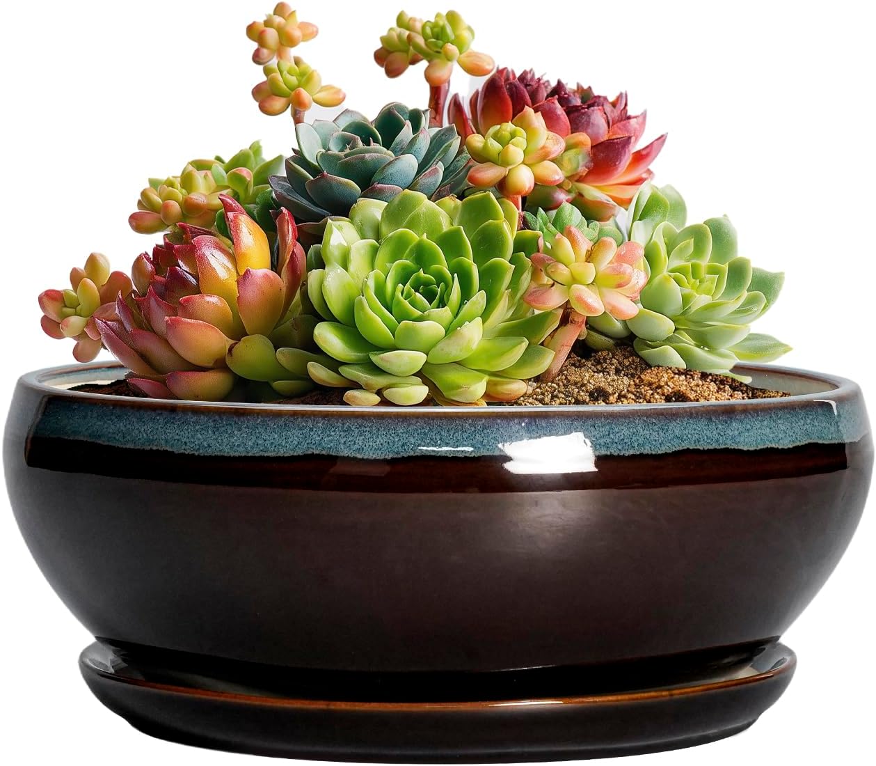 SQOWL Succulent Pots with Drainage Hole - 6 Inch Ceramic Bonsai Tree Pots, Shallow Planter with Saucer, Round Plant Pot for Succulent Indoor Outdoor, Porch Decor, Gifts for Plant Lover, Blue-Brown