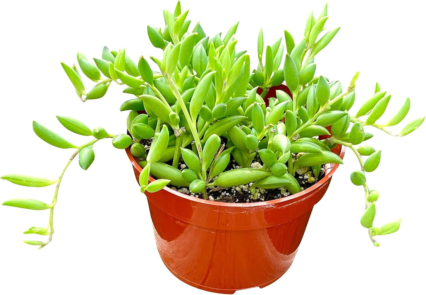 Live Succulent (4" String of Fish Hooks), Succulents Plants Live, Succulent Plants Fully Rooted, Rare House Plant for Home Office Decoration, DIY Projects, Party Favor Gift by The Succulent Cult
