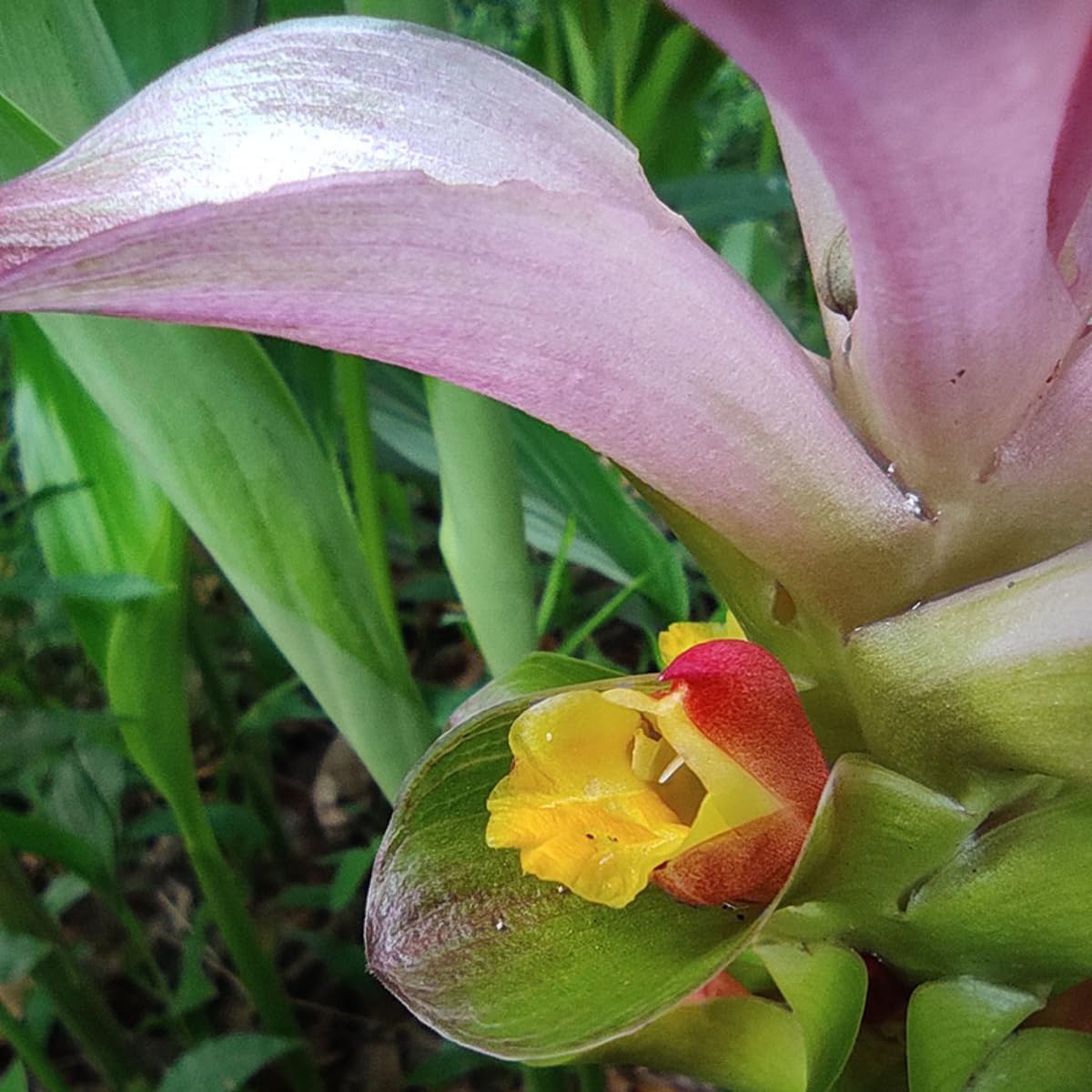 Green Turmeric Live Plant - (Curcuma aeruginosa) - Rare Medicinal Herb, Vibrant Pink Flowers, Ideal for Tropical Gardens (2 Green Turmeric Bags)