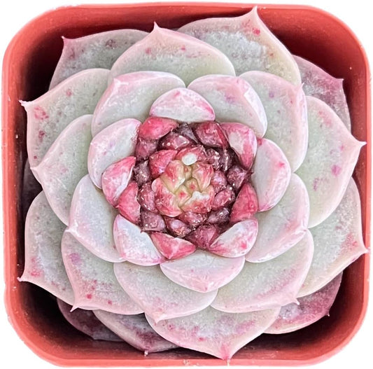 Sprout N Green Echeveria 'Red Velvet' Sugar Heart, Rare Live Succulent Plant Fully Rooted in 2" Planter with Soil, Home Office Indoor Outdoor Wedding Decoration DIY Projects Party Favor