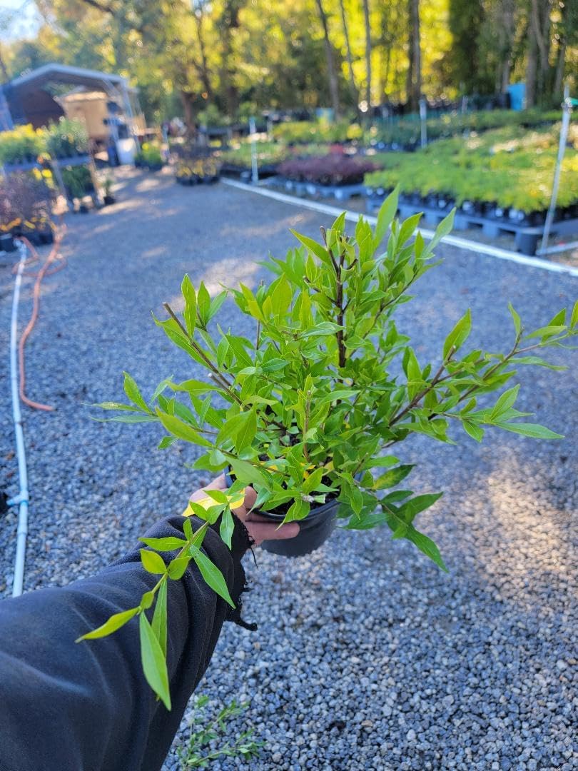 Frost Proof Gardenia (Cape Jasmine) - Trade Gallon